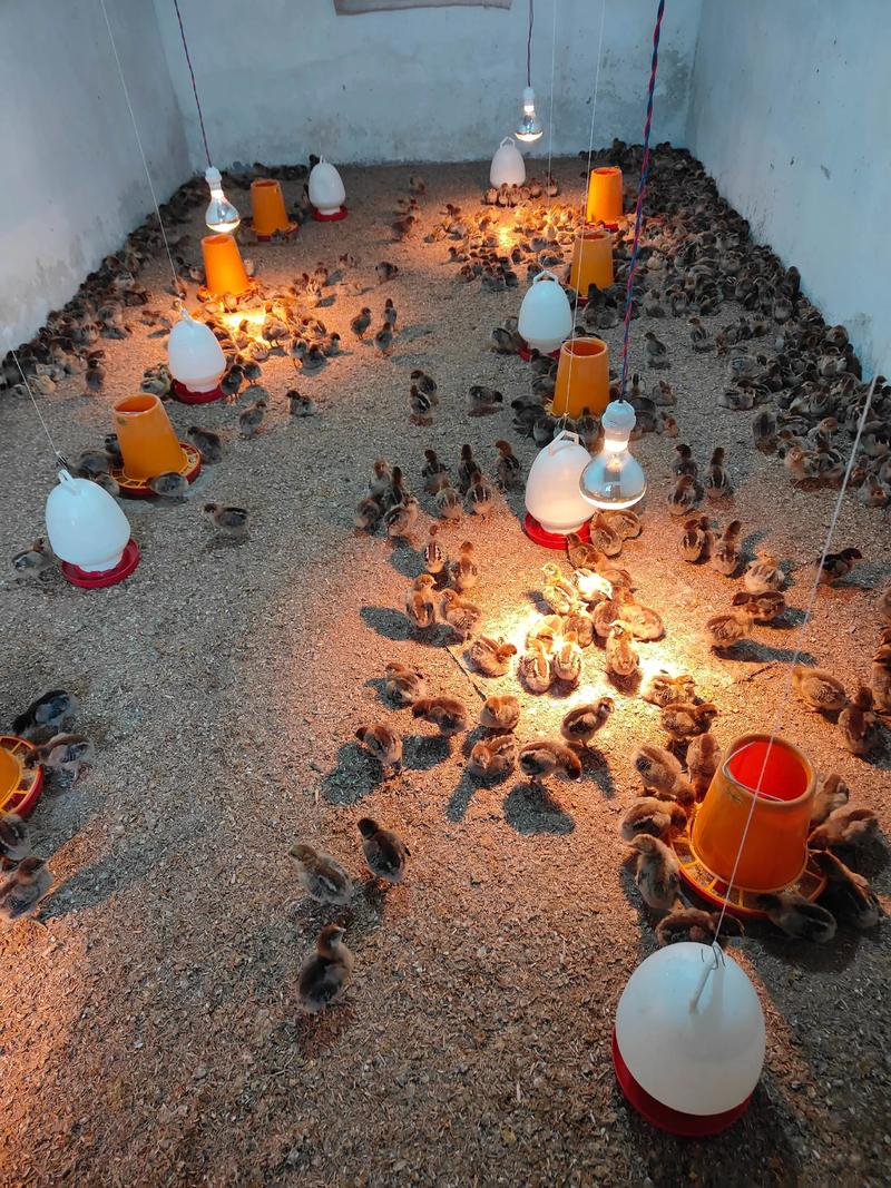 土鸡雏鸡脱温技术视频要点有哪些？-图1