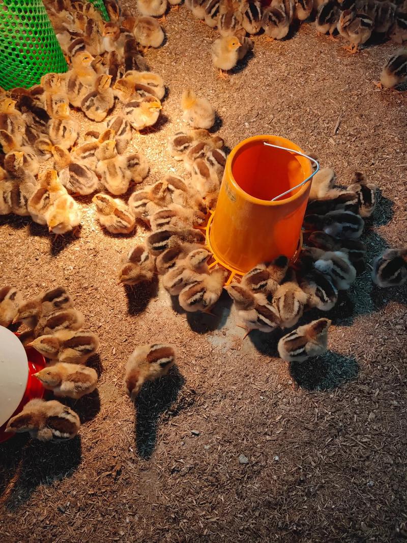 土鸡雏鸡脱温技术视频要点有哪些？-图2