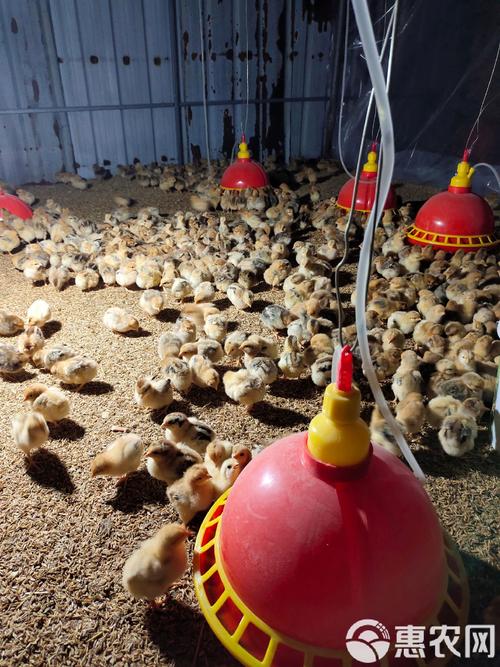 土鸡雏鸡脱温技术视频要点有哪些？-图3
