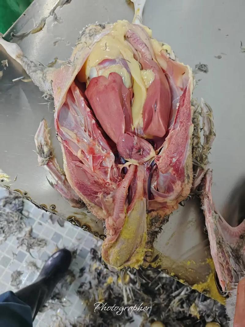 朗德鹅养殖技术哪里能学？-图1