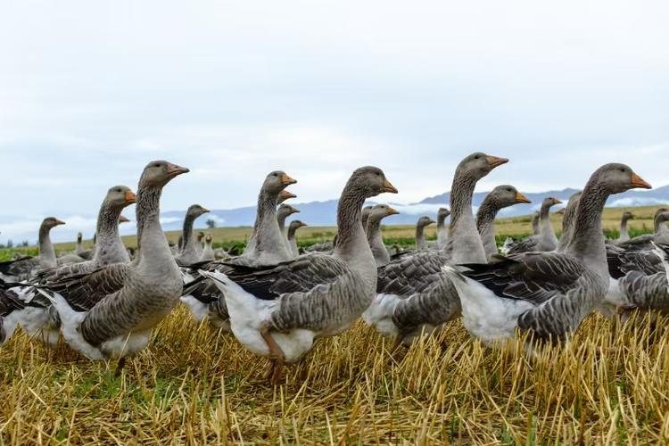 朗德鹅养殖技术哪里能学？-图2