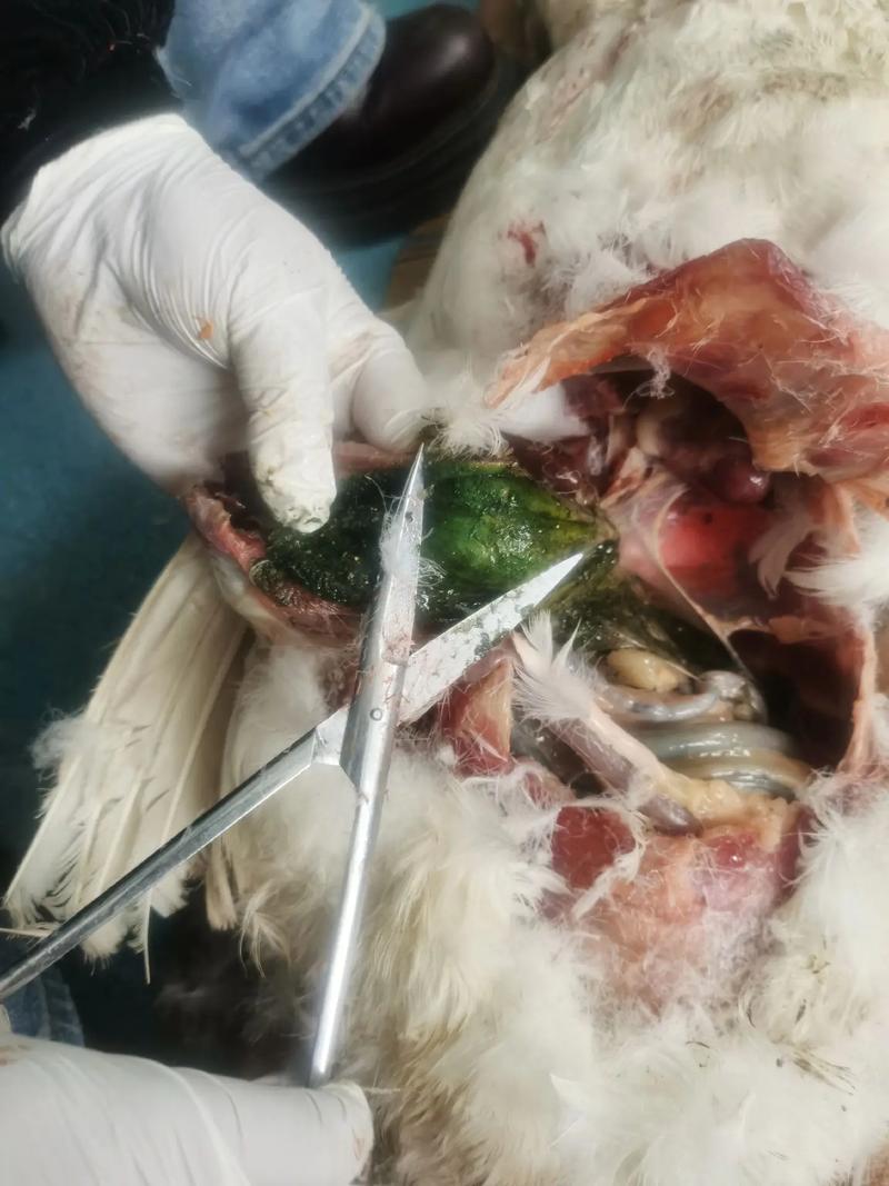 朗德鹅养殖技术哪里能学？-图3