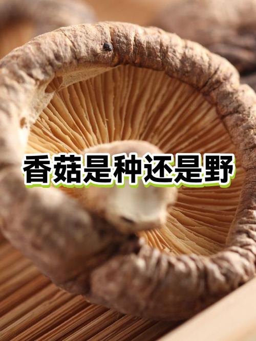香菇栽培技术视频教程-图2