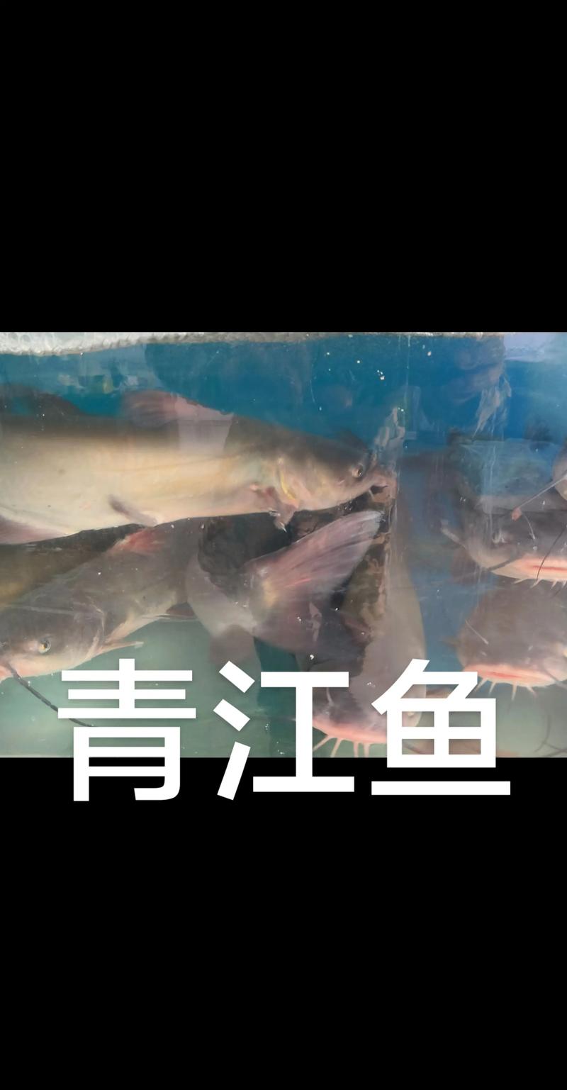 2025年石斑鳜鱼价格会涨还是跌？-图1