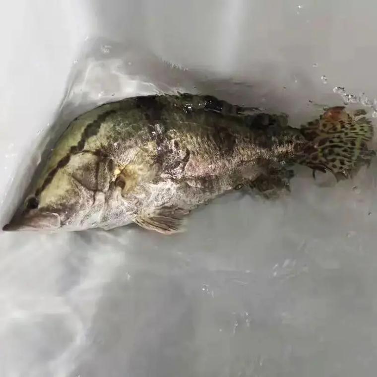 2025年石斑鳜鱼价格会涨还是跌？-图2