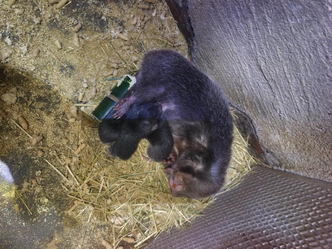 竹鼠养殖技术有哪些关键要点？-图2