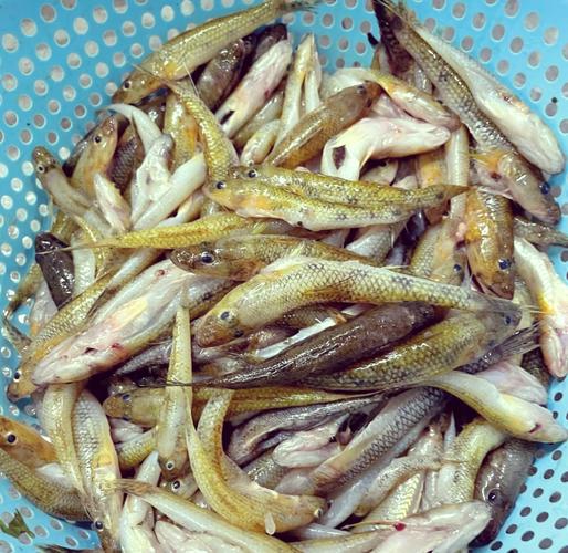 笋壳鱼养殖技术怎么致富？-图1