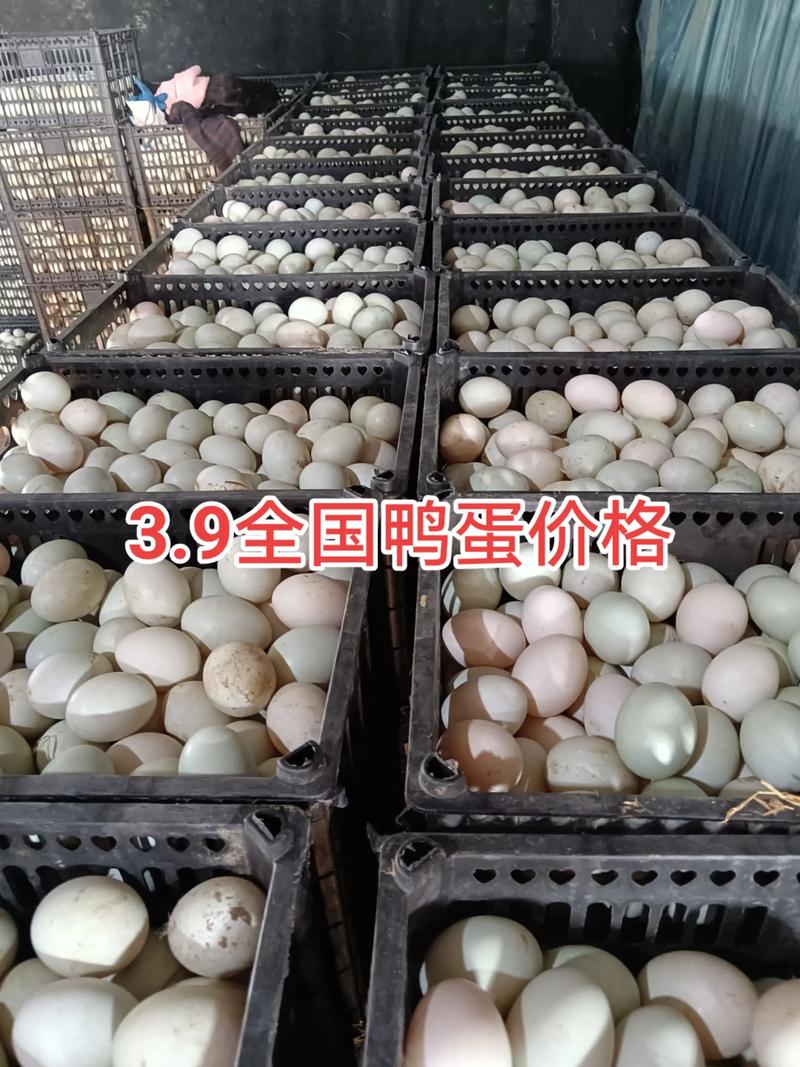 2025全国鸭蛋价格会涨还是跌？-图2