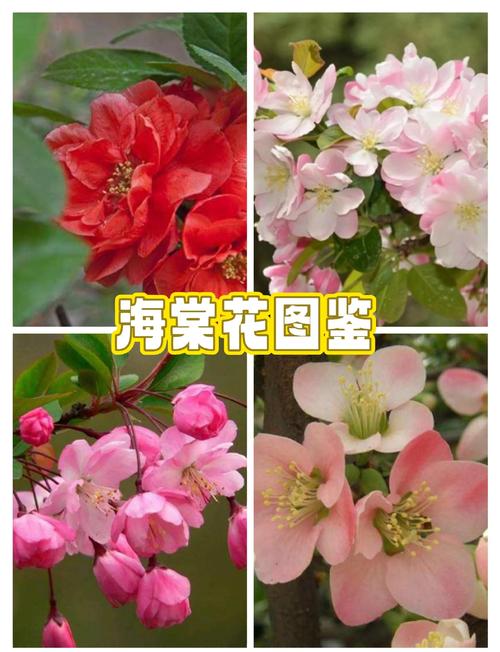 海棠树品种有哪些？-图2