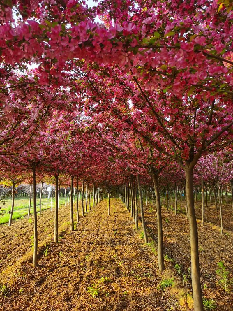 海棠树品种有哪些？-图3