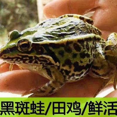 2025年杭州青蛙价格会涨还是跌？-图1