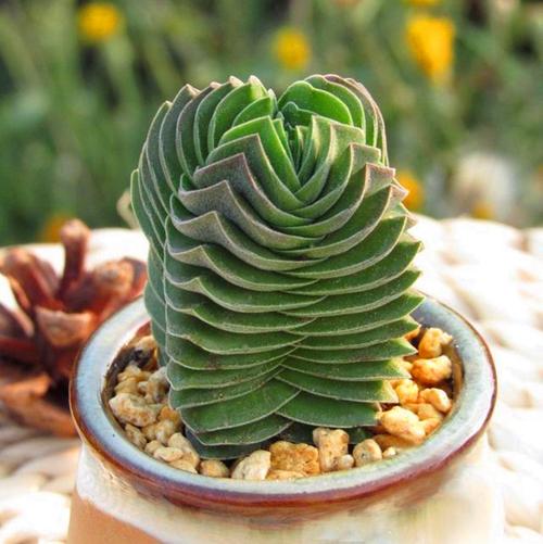 肉肉植物最贵品种是哪个？-图2