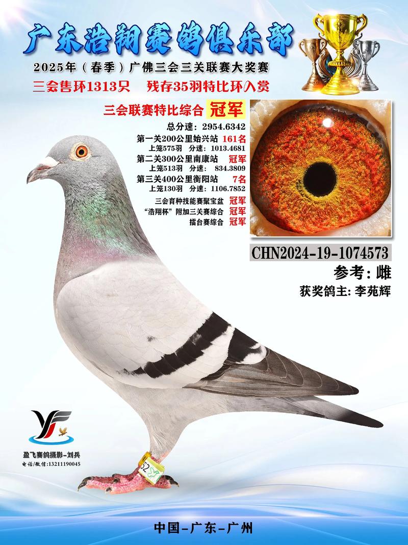 2025青年肉鸽价格会涨还是跌？-图1