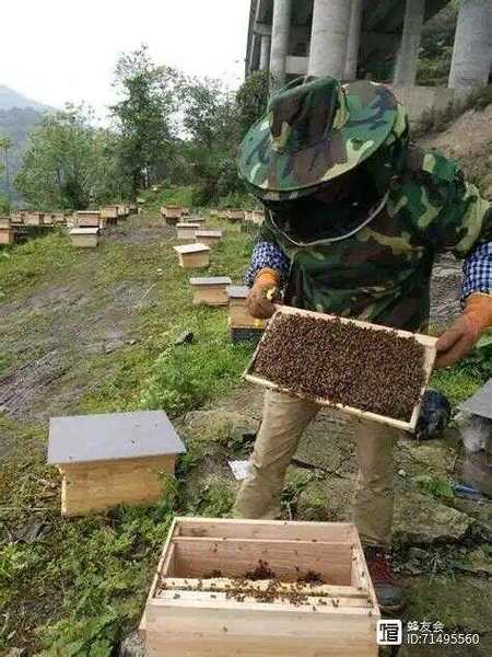 中蜂活框饲养技术视频怎么学？-图1