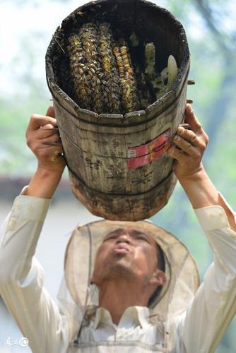 中蜂活框饲养技术视频怎么学？-图3