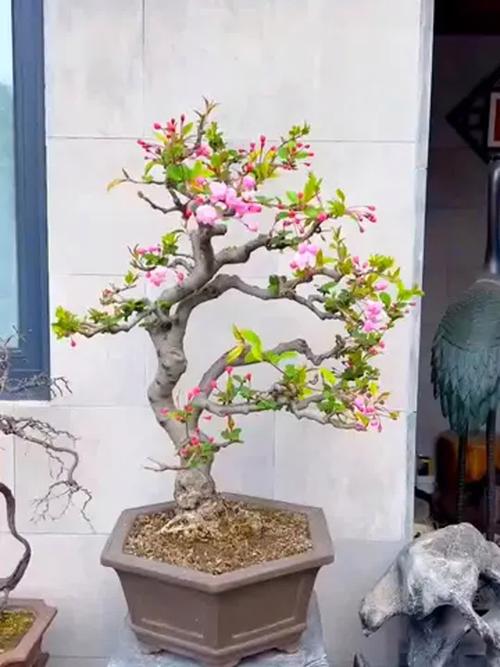 海棠盆栽品种有哪些？-图2