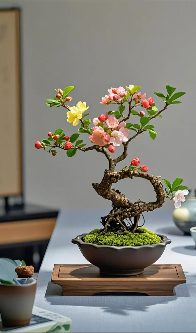 海棠盆栽品种有哪些？-图1