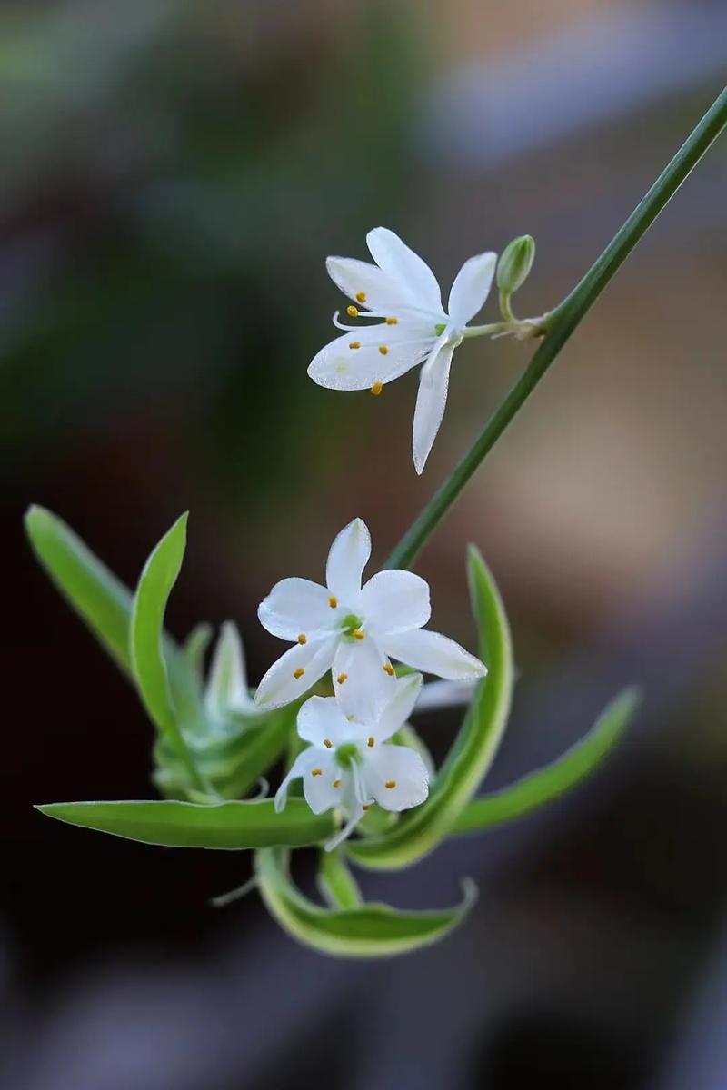 吊兰品种有哪些？附图片看特征？-图1