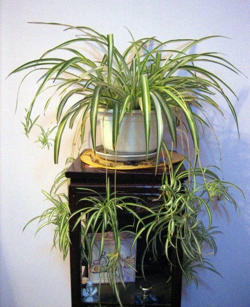 吊兰品种有哪些？附图片看特征？-图2