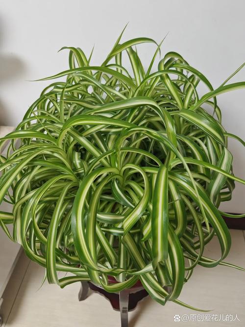 吊兰品种有哪些？附图片看特征？-图3