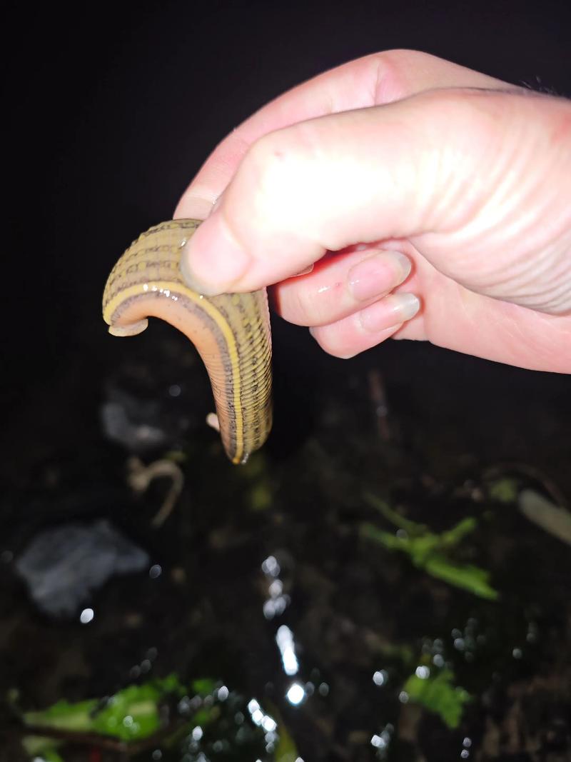 2025水蛭最新价格多少钱一斤？-图3