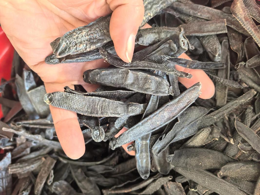 2025水蛭最新价格多少钱一斤？-图2