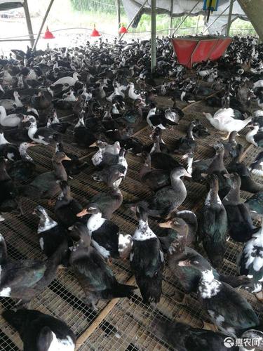 黑色鸭子是什么品种？-图2