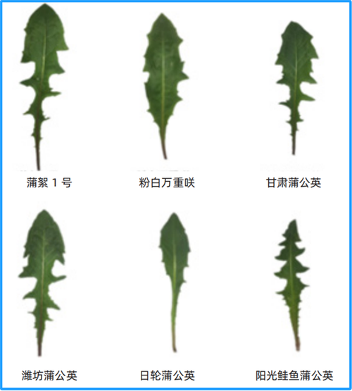 蒲公英品种有哪些？-图2
