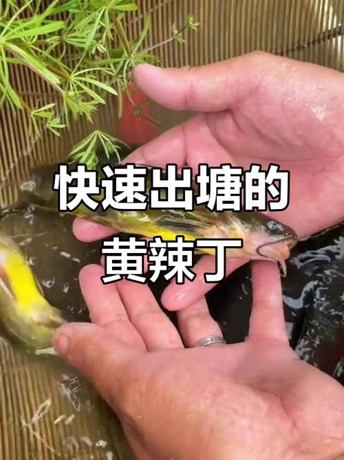 黄辣丁养殖利润高吗？技术门槛如何？-图2