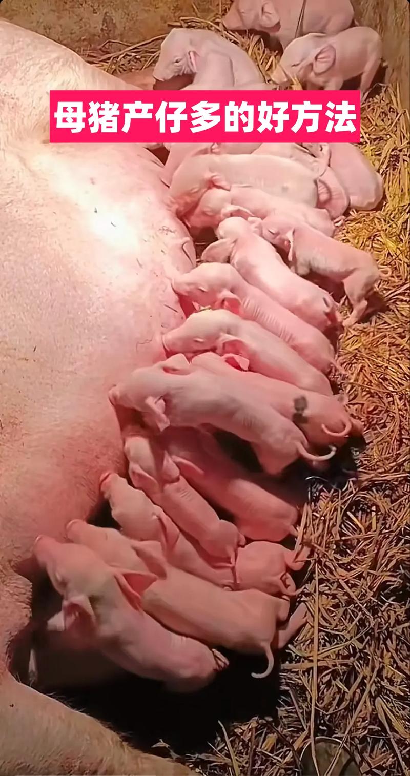 科技苑如何科学养后备母猪？-图1