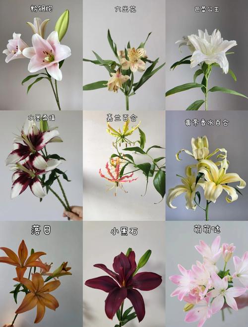 百合花有哪些常见品种？-图3