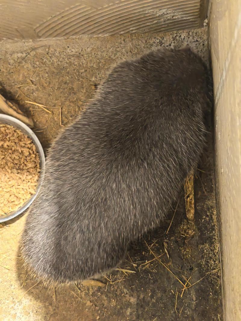 广西竹鼠养殖技术培训怎么学？-图1