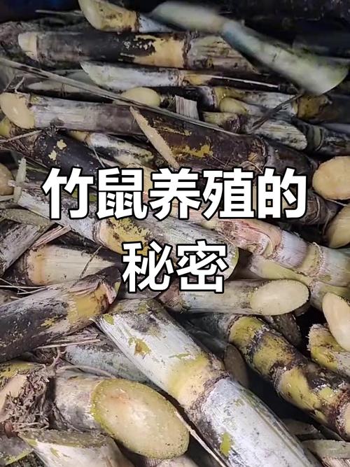 广西竹鼠养殖技术培训怎么学？-图2