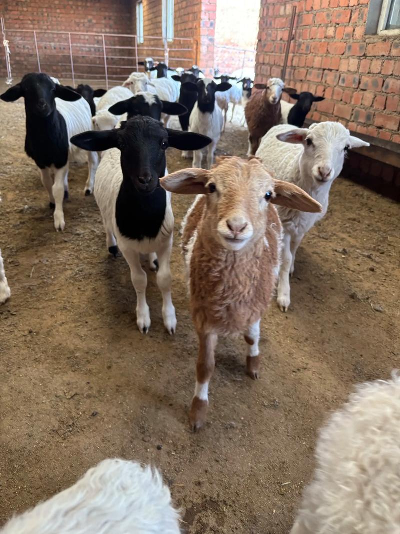 河南2025年绵羊价格会涨还是跌？-图2