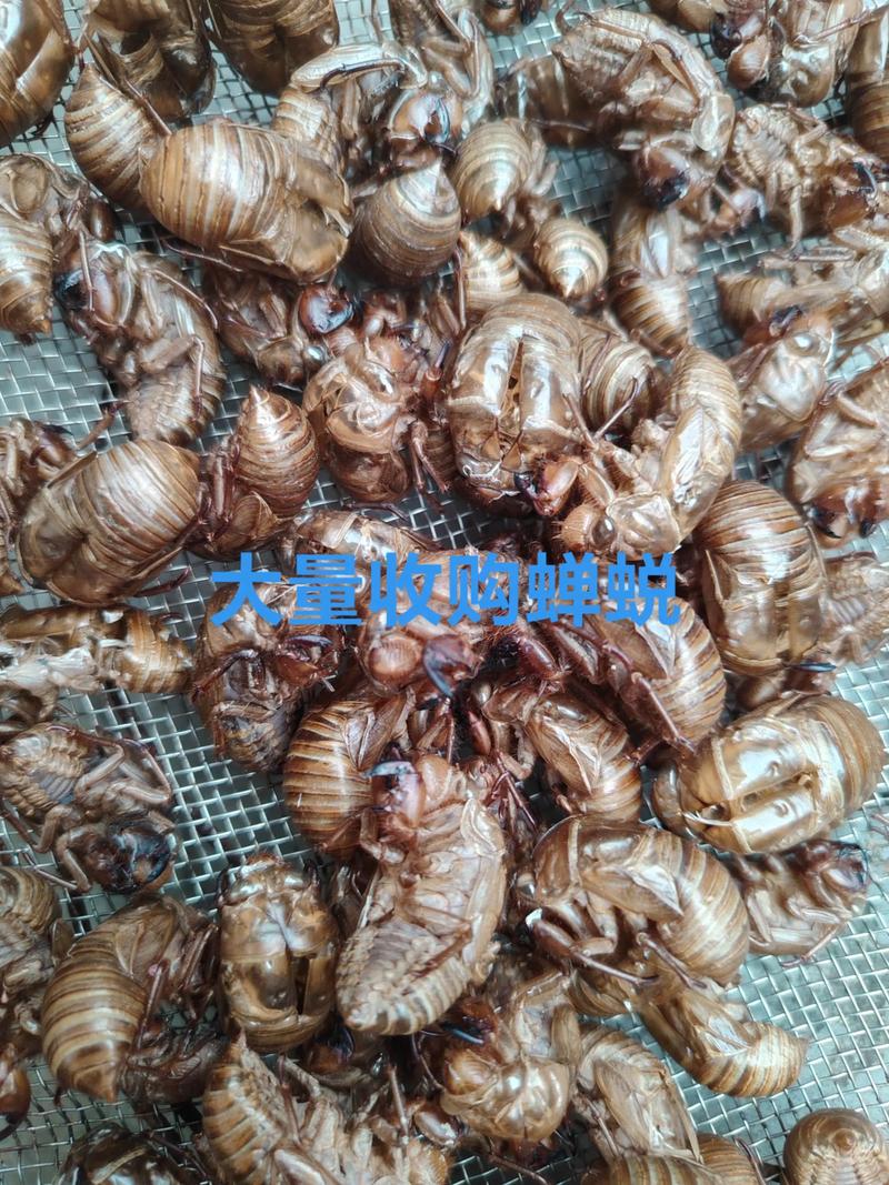 2025年商丘蝉蜕价格会涨还是跌？-图1