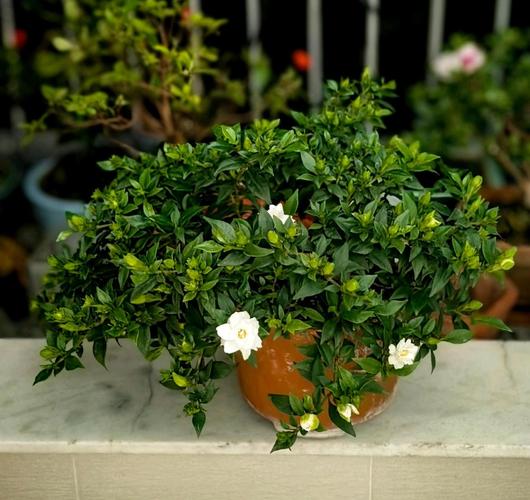 北方适合养什么品种的宠物？-图1