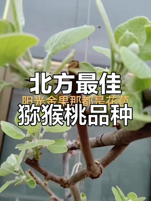 北方适合养什么品种的宠物？-图2