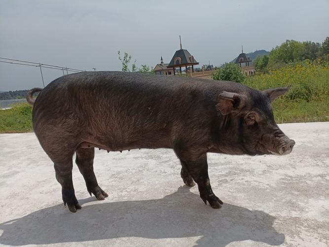 黑猪品种有哪些？图片看这里！-图3