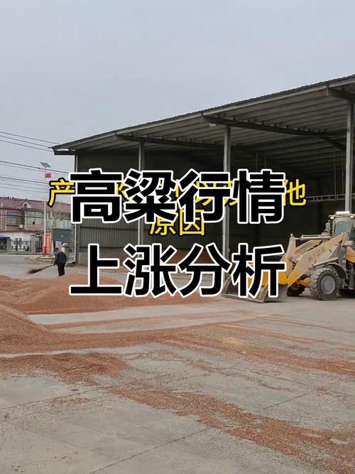 2025河北高粱价格-图2