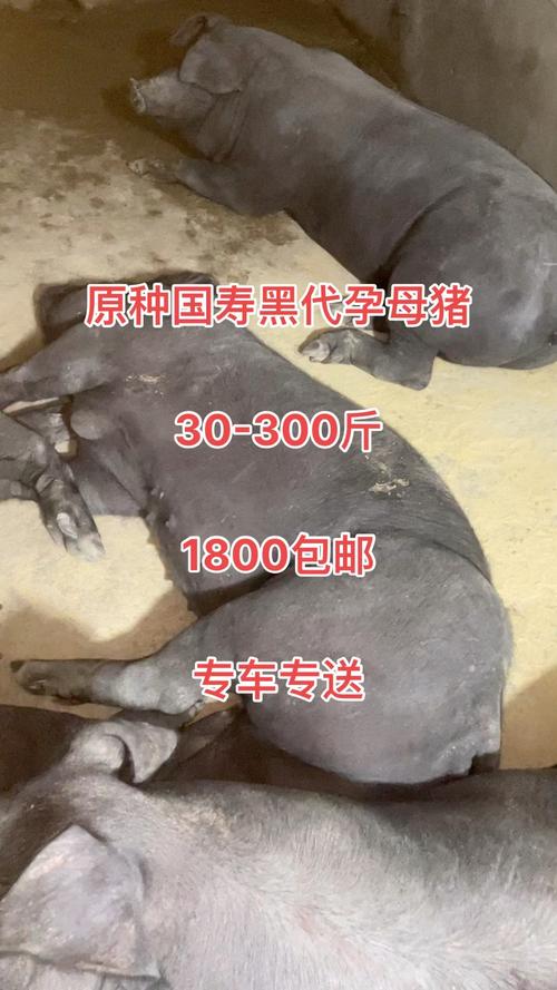 黑猪主要有哪些品种？-图3