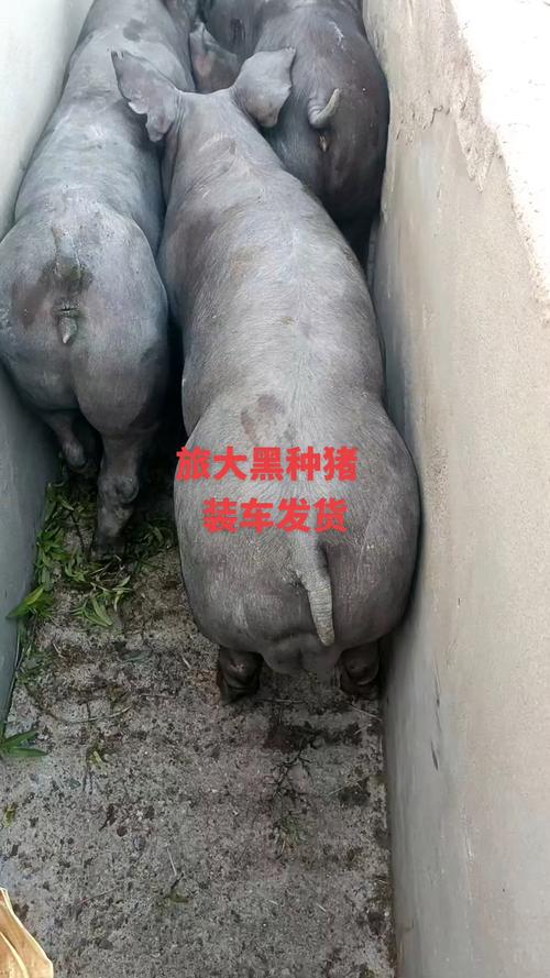 黑猪主要有哪些品种？-图2