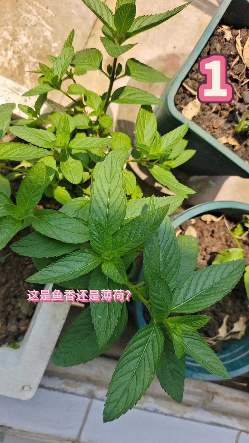 薄荷的品种与图片大全-图1