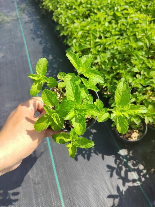 薄荷的品种与图片大全-图3