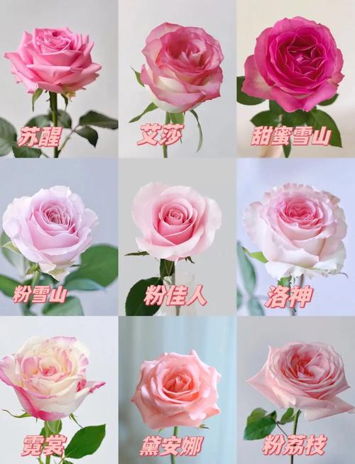 常见玫瑰品种有哪些？-图3