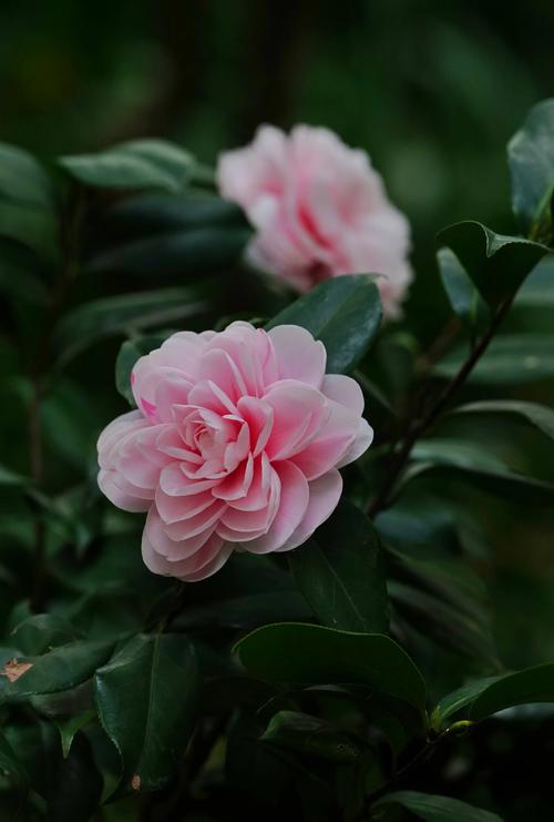 山茶花品种图片大全有哪些常见品种？-图1