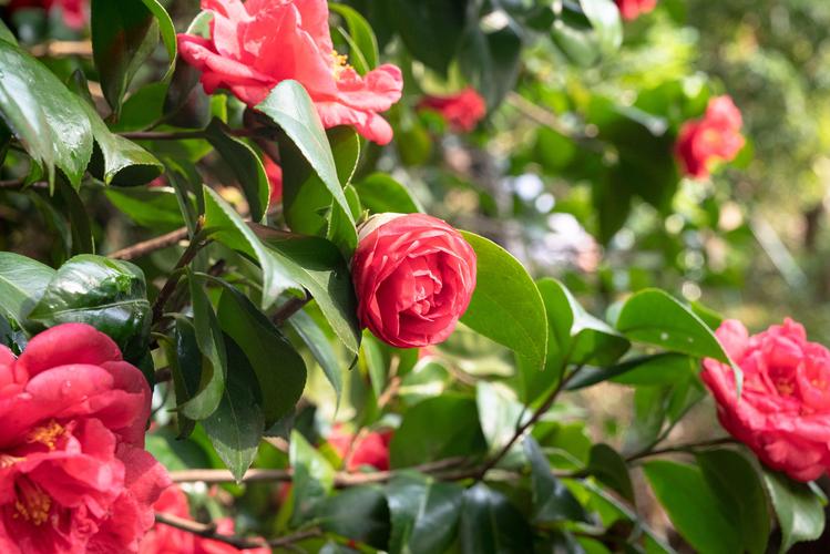 山茶花品种图片大全有哪些常见品种？-图2