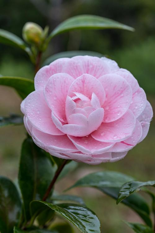 山茶花品种图片大全有哪些常见品种？-图3