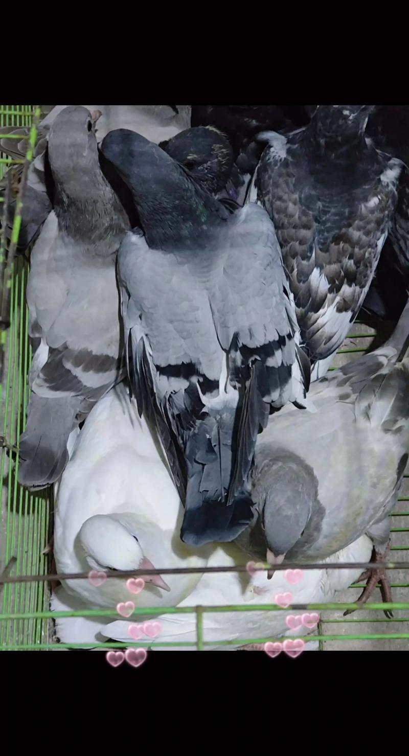 鸽蛋2025今日价格-图1