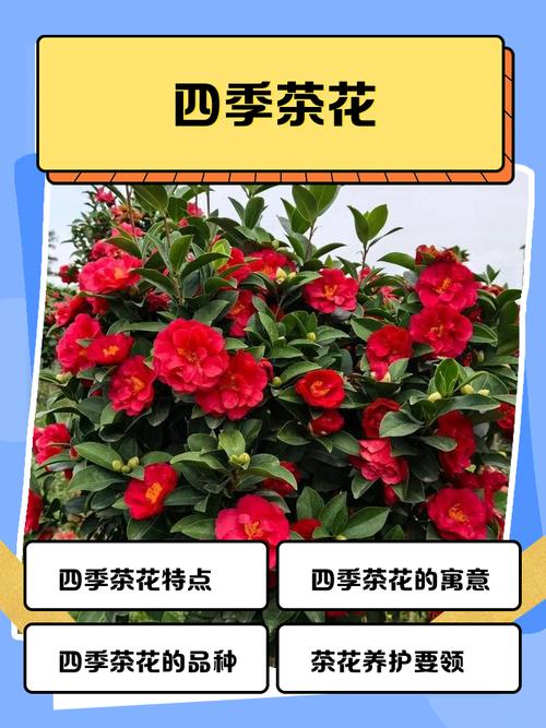 山茶花品种有哪些？常见品种图片大全？-图2