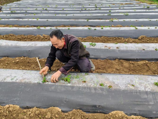 两膜土豆种植技术视频怎么学？-图1